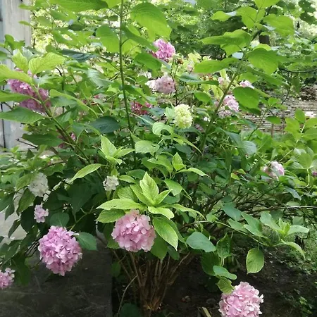 アパート Vracar Krunska Jamiva ベオグラード